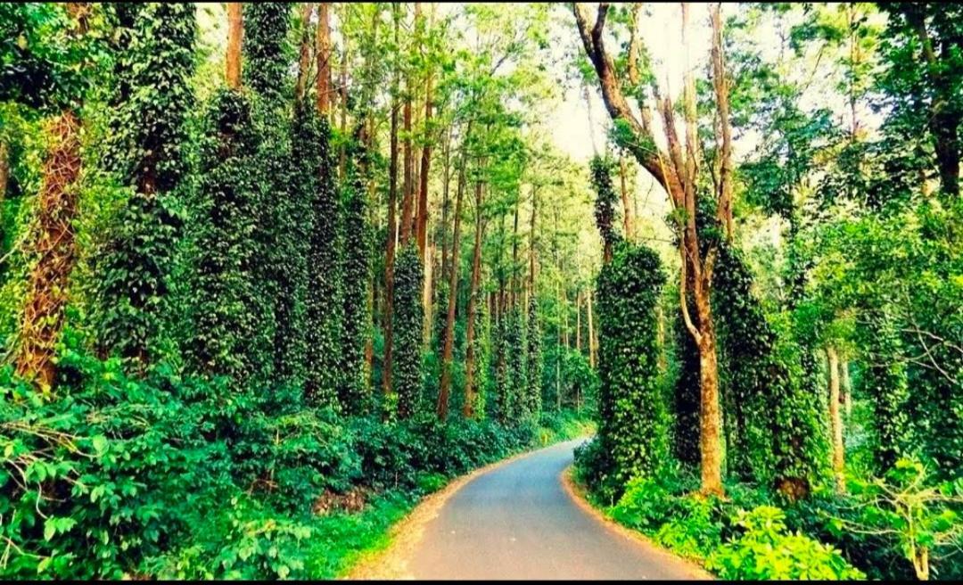 Sp Resort Inn Yercaud Luaran gambar